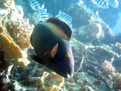 Parrot fish in the Red Sea