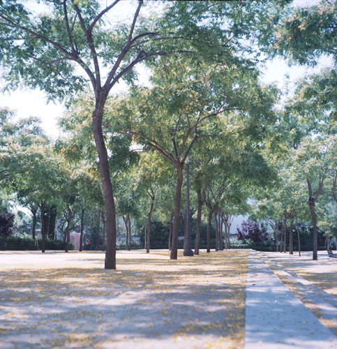 The parks are the best way to beat the heat in Sevilla.